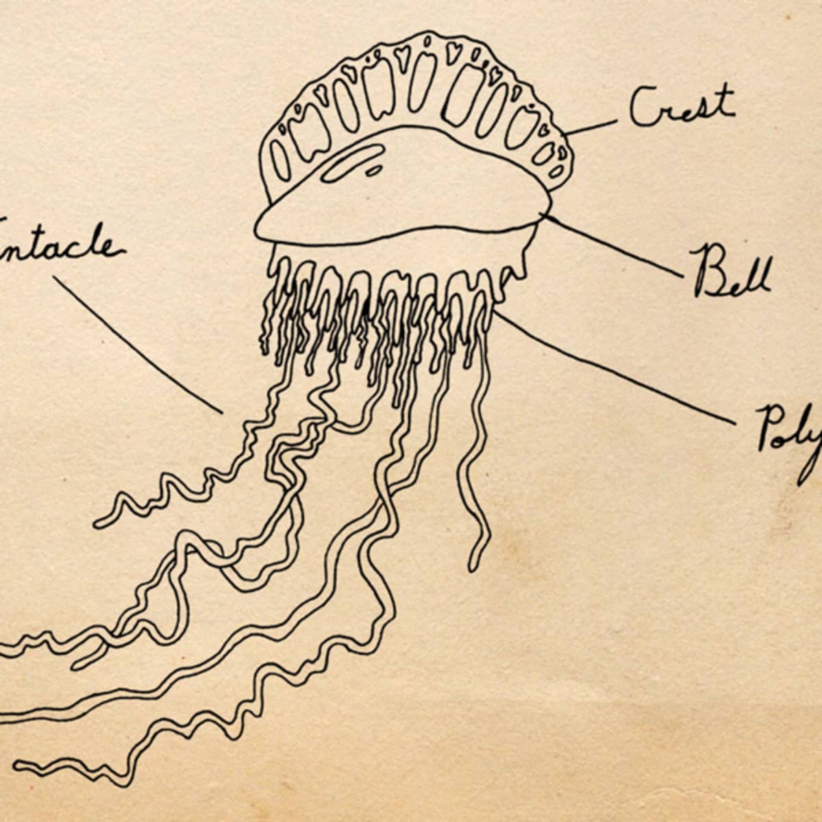 Jellyfish deals surf shop