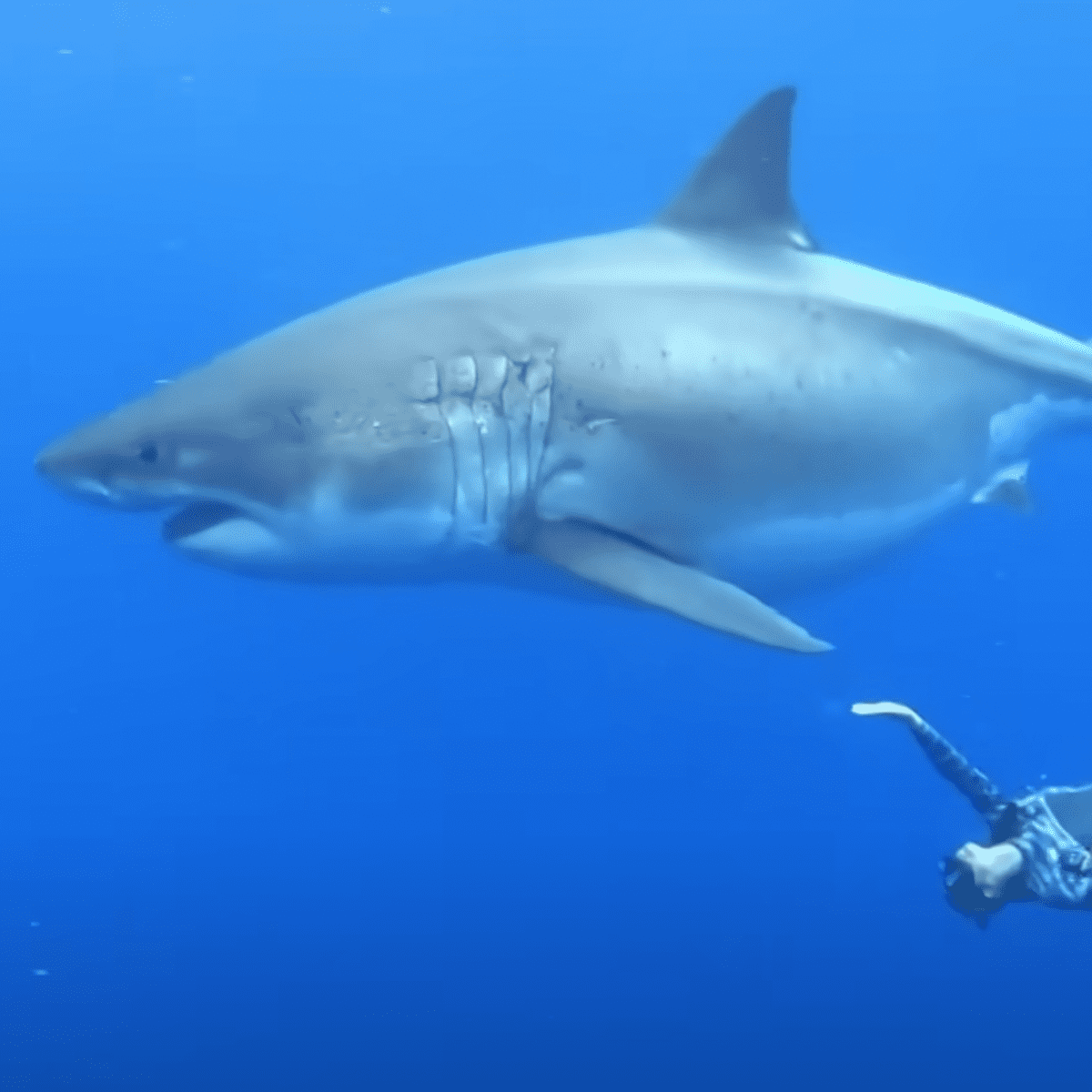 Great white surf shop hot sale