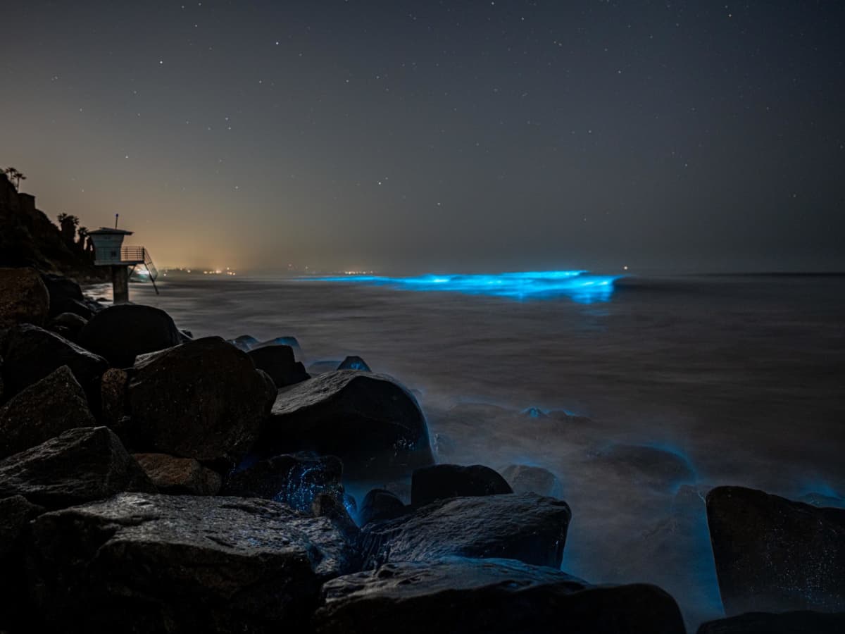 Why Do Waves Glow During Red Tide, Exactly? - Surfer
