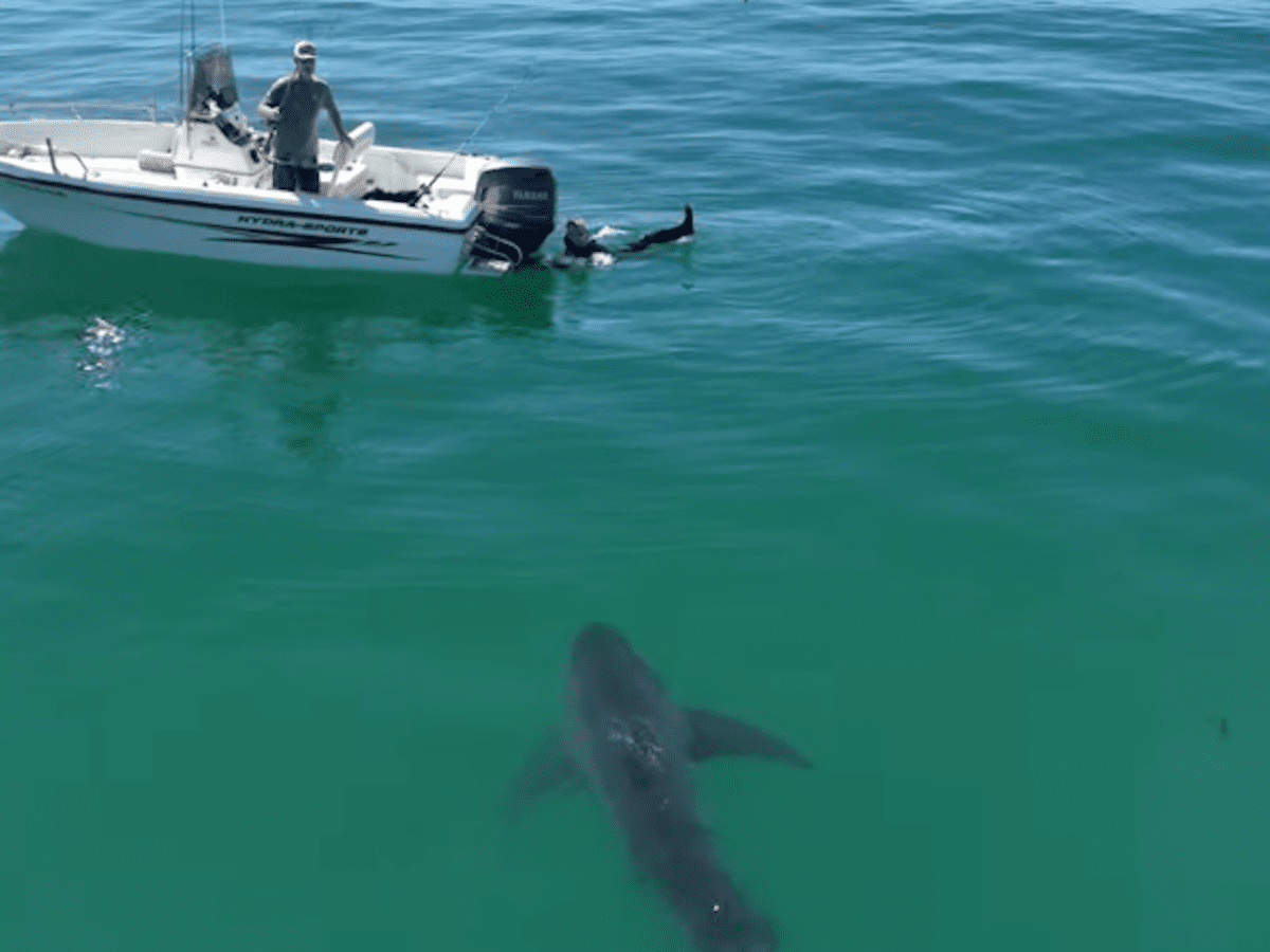 Watch: Girl, 11, frightened from surf by approaching shark