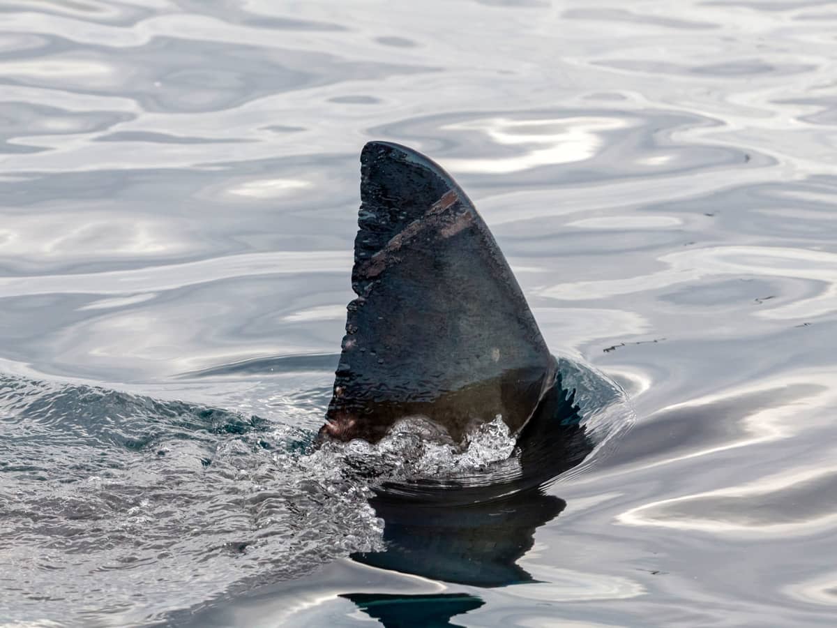 Great white surf shop fish hoek new arrivals