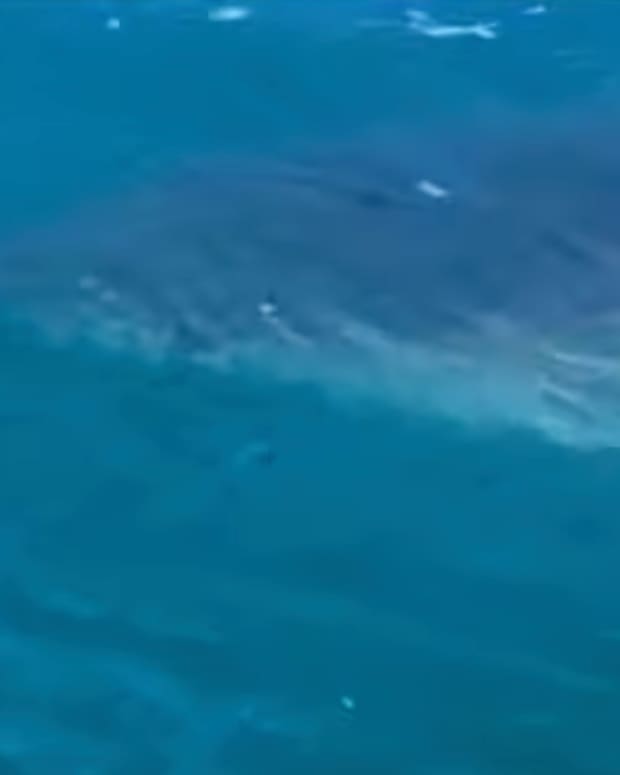 Great White Shark Attacks and Kills Surfer in South Australia Surfer