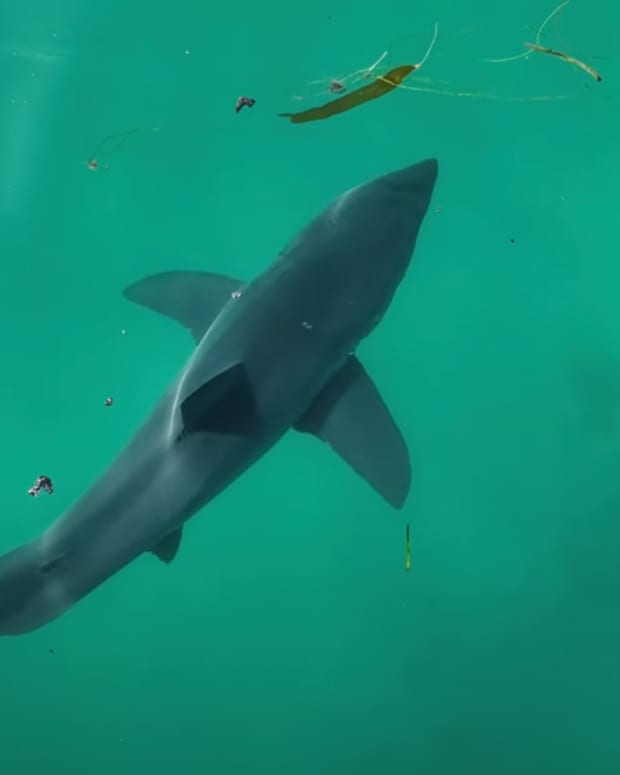 Lion deals shark watch