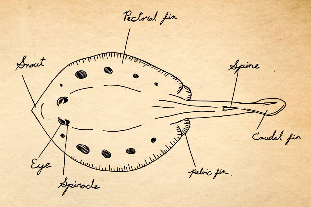 Stingray Anatomy Diagram FMIB 46061 Sting Ray A Drawing Of A Sting