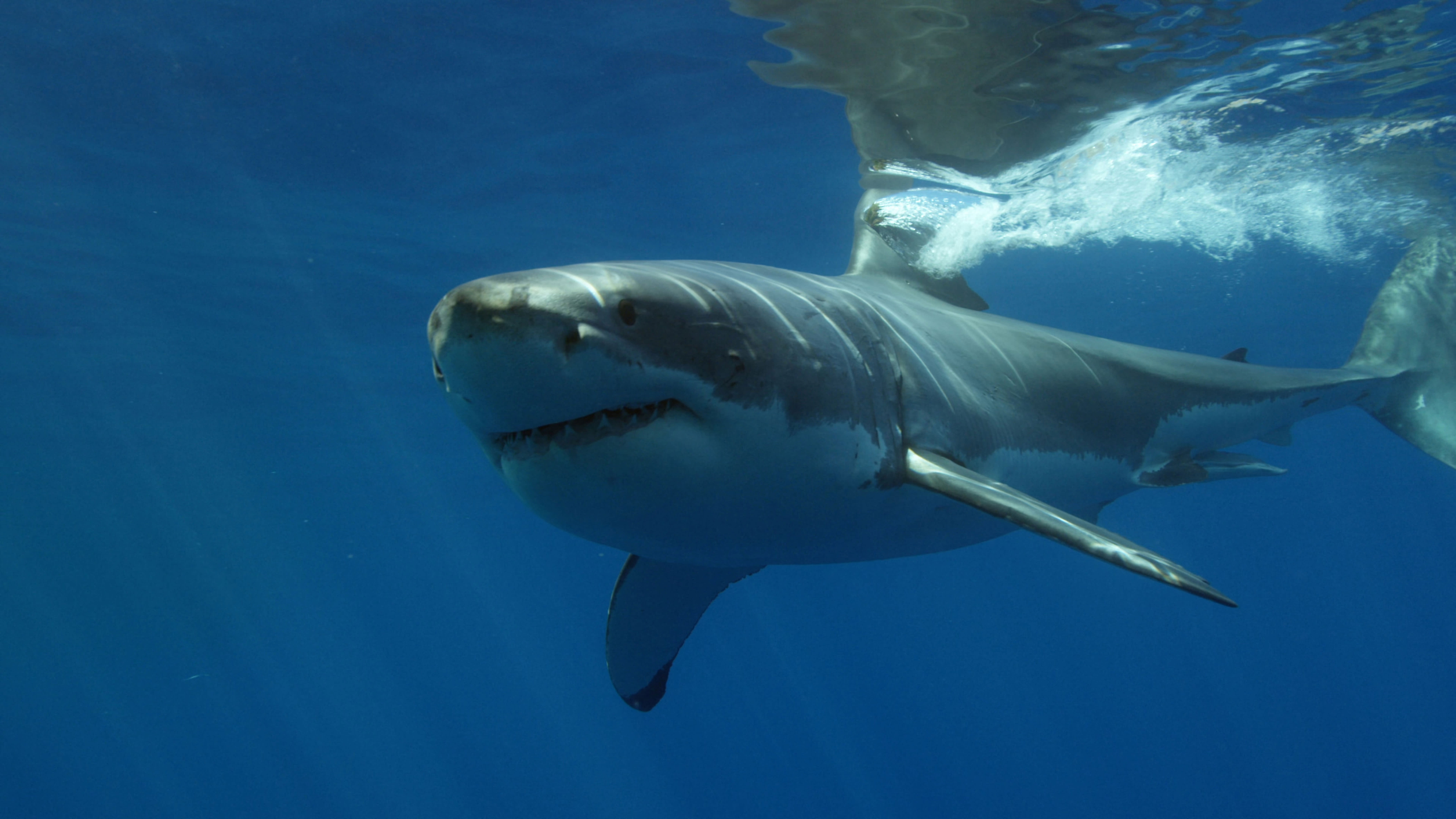 Shocking Footage: Largest Great White Ever In Atlantic Spotted Near Beach! - ihb58or