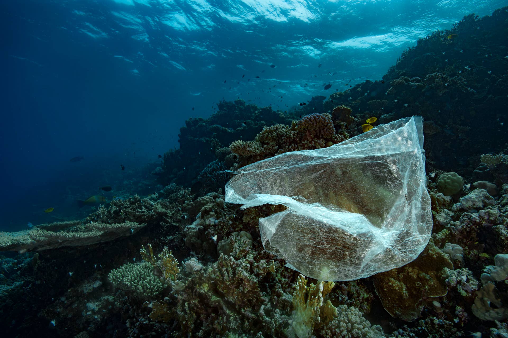 Pollution Of Plastic Bags Covers