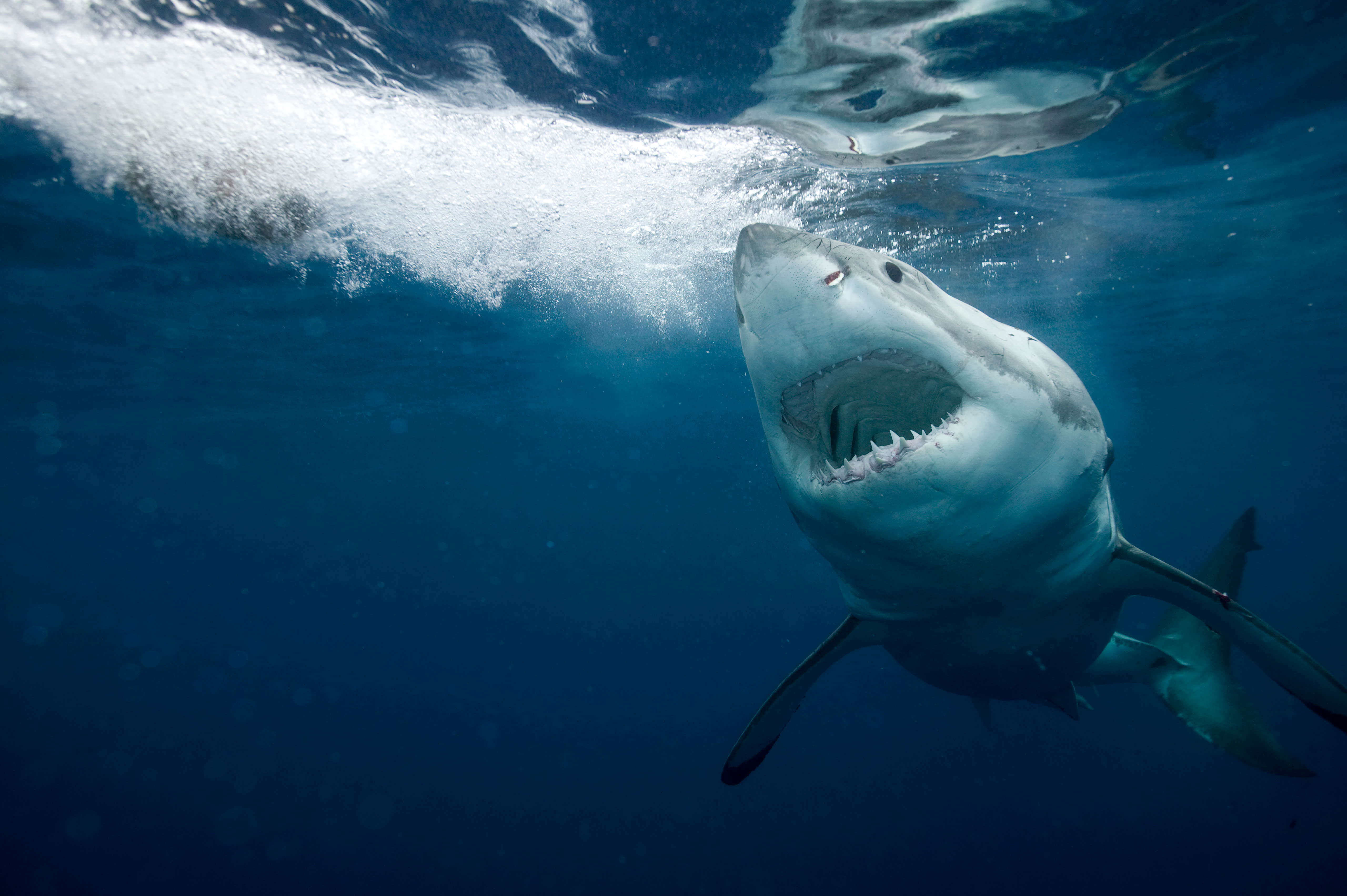 Beachgoers Beware! Massive Great White Shark Moves Closer To Popular Resort Town - llfp5xs