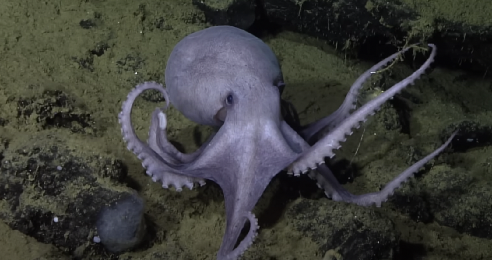 Swallow Traction Pad - Octopus