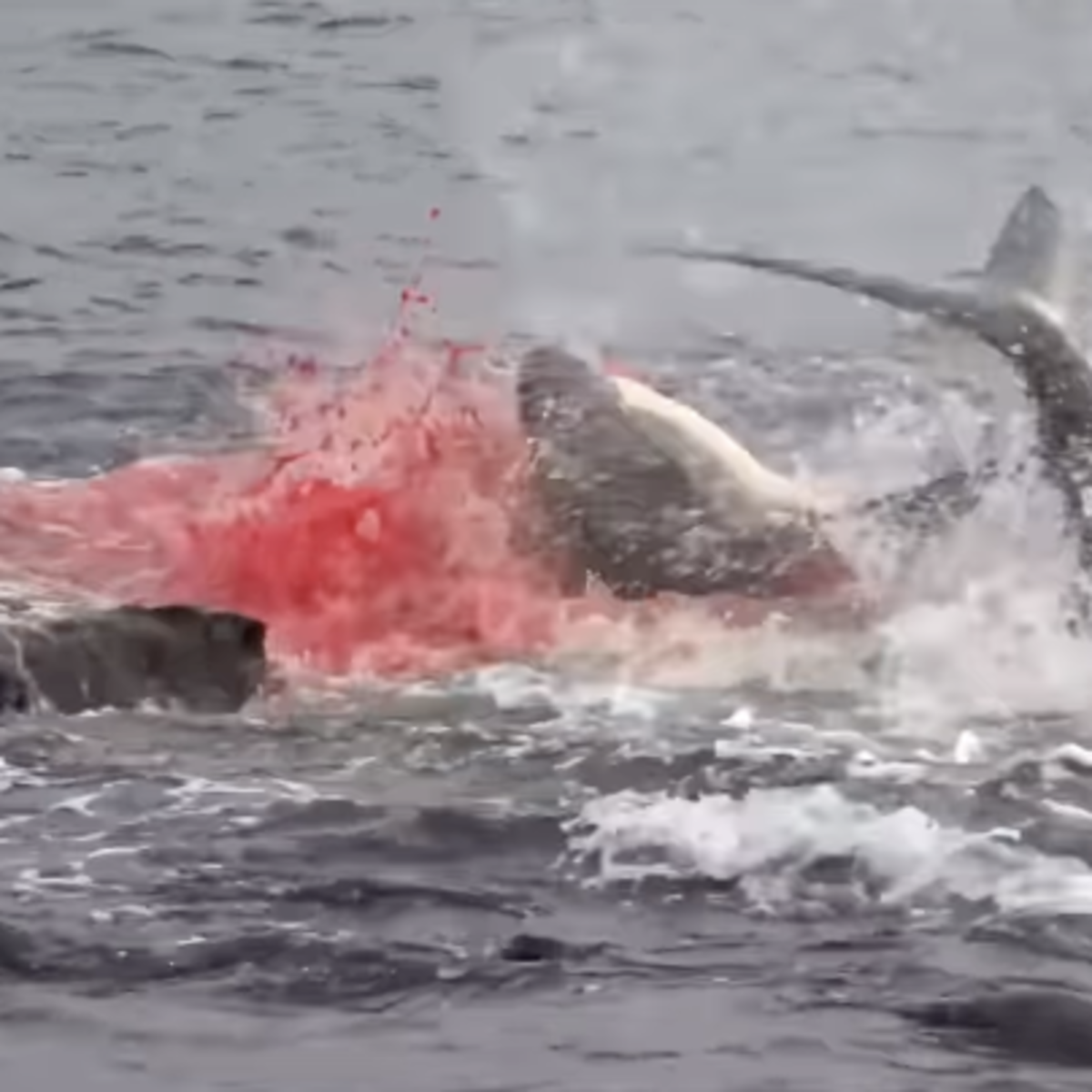 Video: Shark Slaughters Sea Lion in Brutal Bloodbath - Surfer, image size:1200x1200