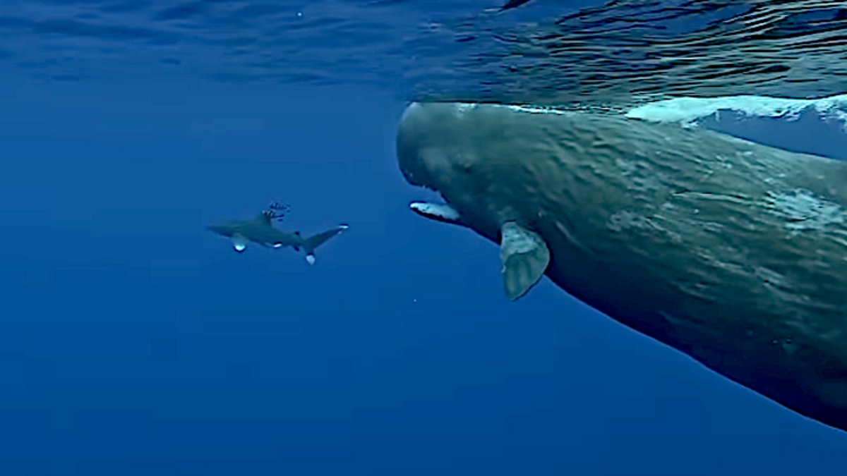 screenshot-2025-03-19-at-7-51-