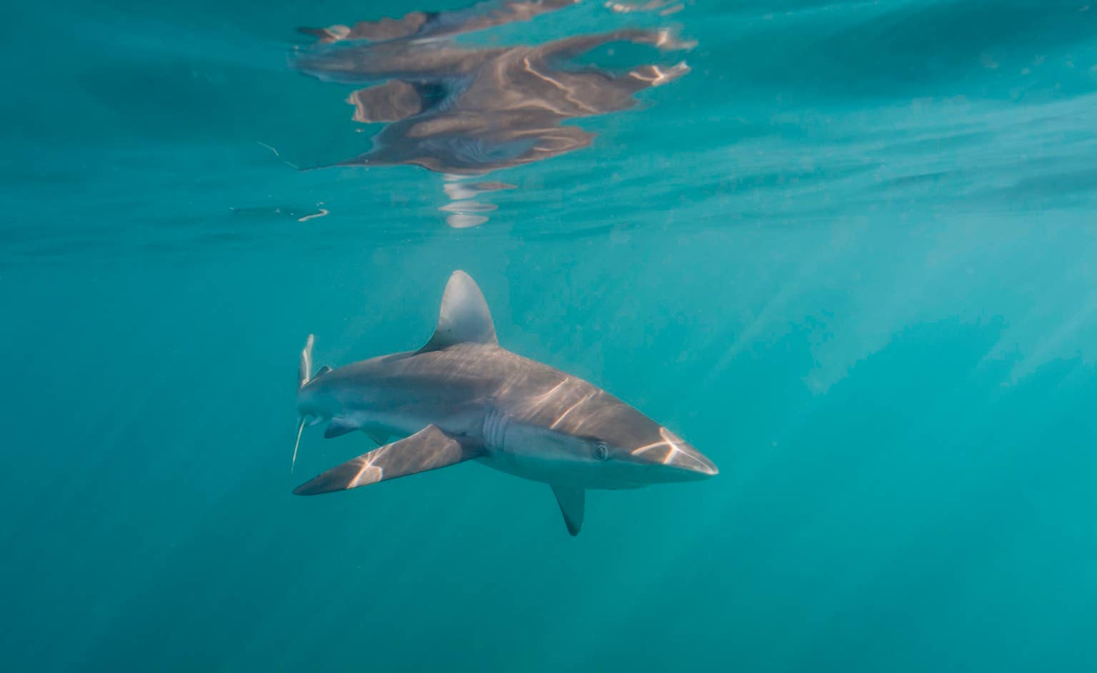 Surfer Attacked TWICE by Shark, Drives Himself to Hospital - Surfer