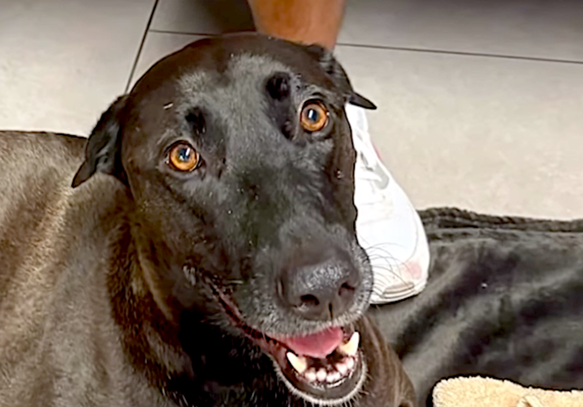 Dog Rescued at Sea: Dramatic Lifeguard Save (Video) Dog Rescued at Sea: Dramatic Lifeguard Save (Video)