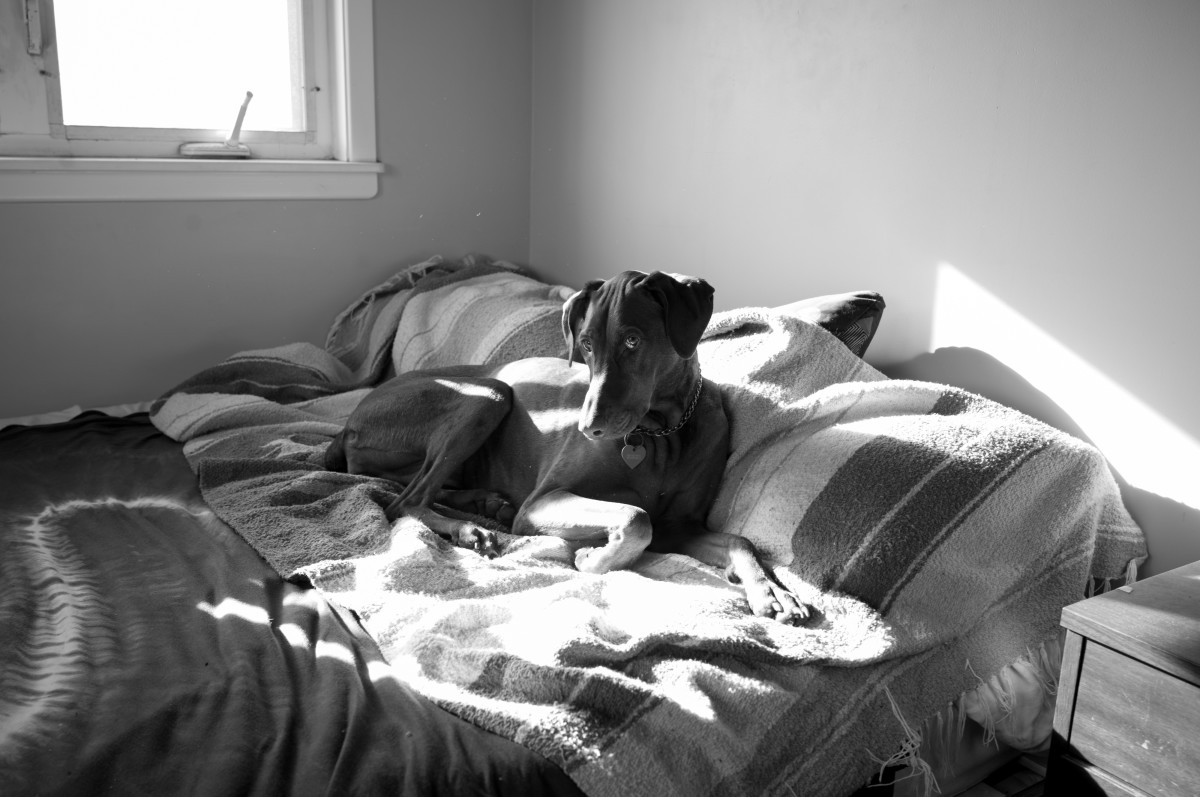 Dog chasing coconuts