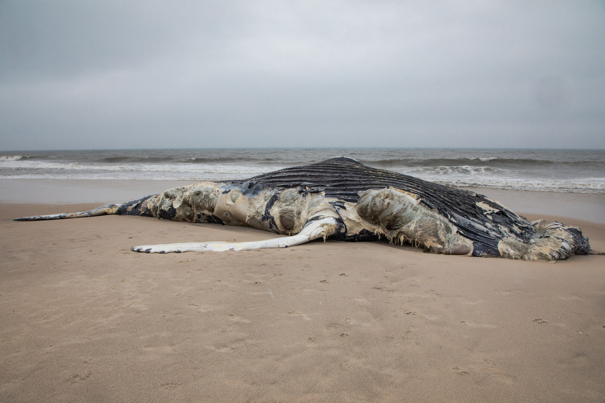 Beached Whales Found Dead On Hawaii Beach
