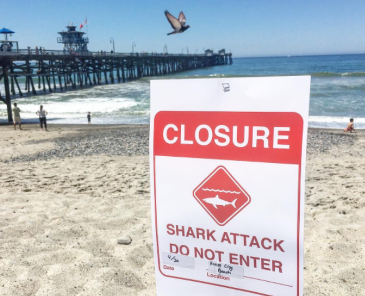 Update: San Clemente Beaches Re-Open After Shark Sightings - Surfer