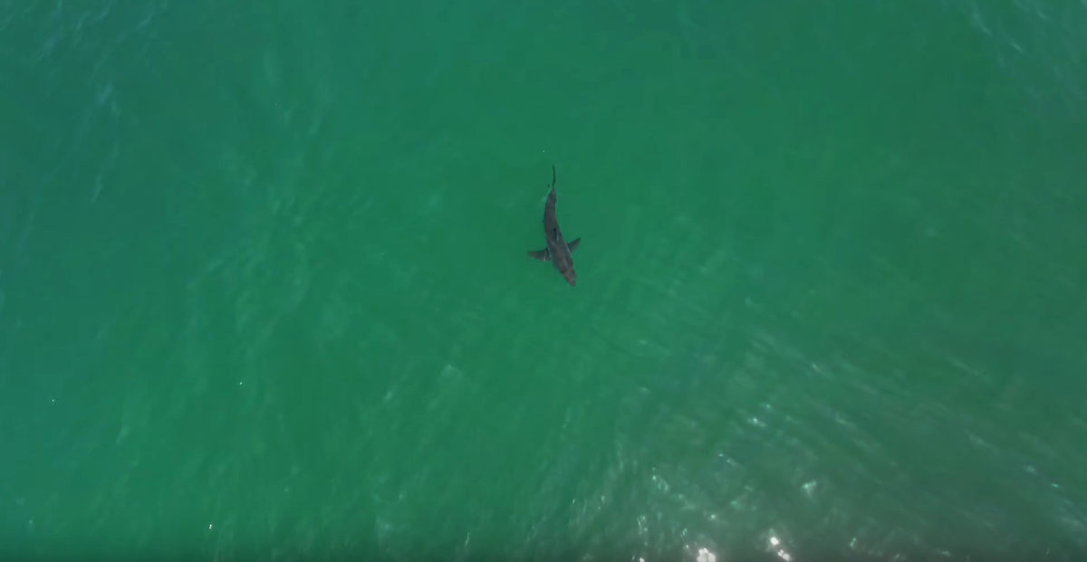 Ever Heard of Shark Spotting Drones?
