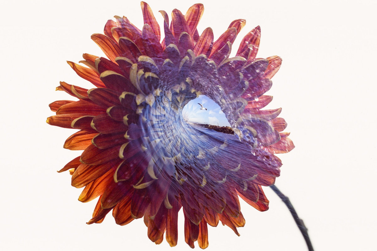 Beautiful Double Exposures of Flowers and Waves sitename Surfer