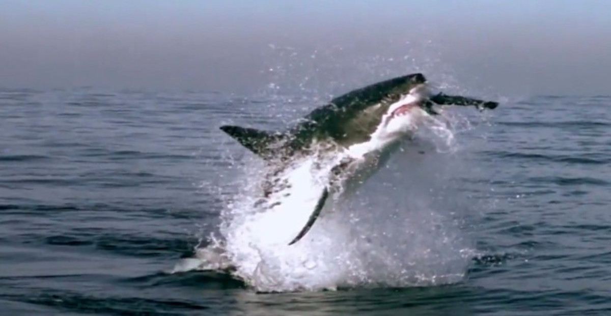 Demand for AntiShark Device Surges, But Do They Work? SURFER Magazine Surfer