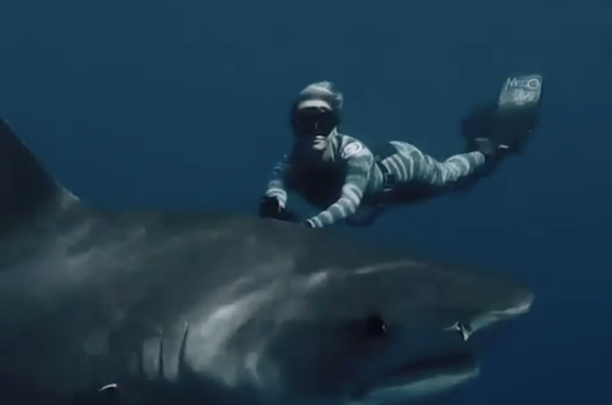 Hawaii Shark Diver and Surfer Shares Tips for a Safe Shark Season Surfer