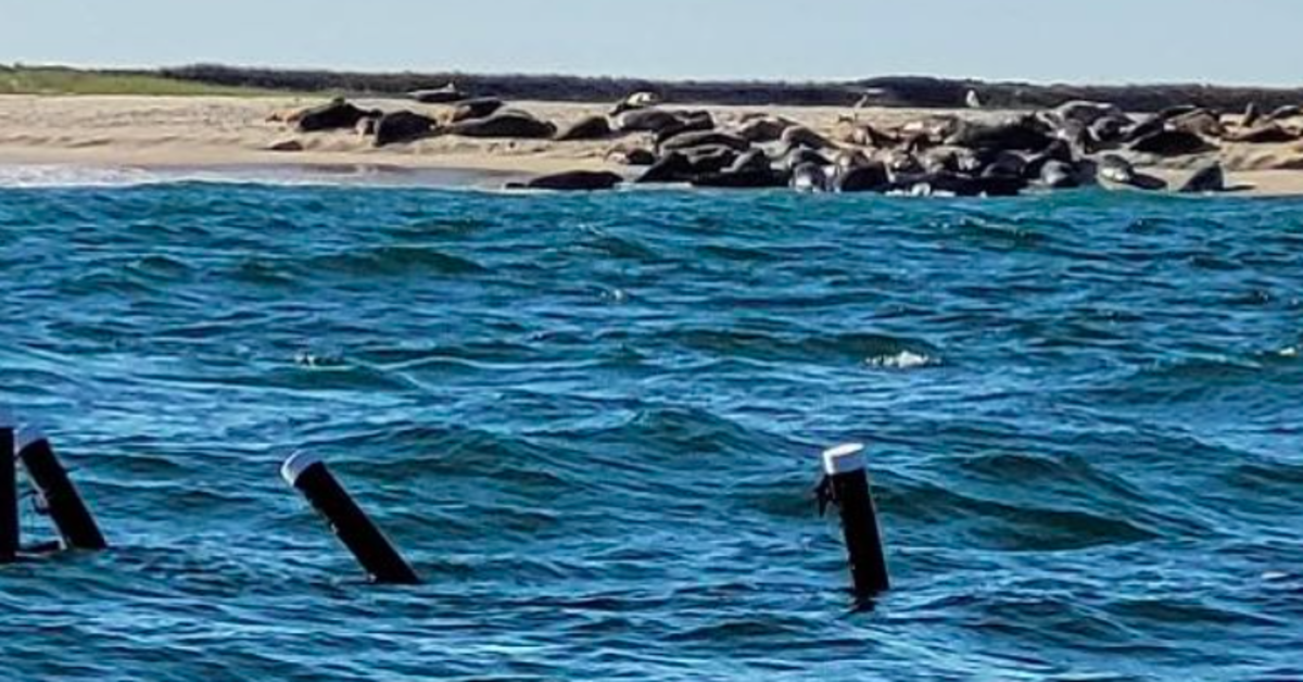 Initial Results Show Cape Cod Shark Barrier To Be Effective - Surfer Shark  Watch