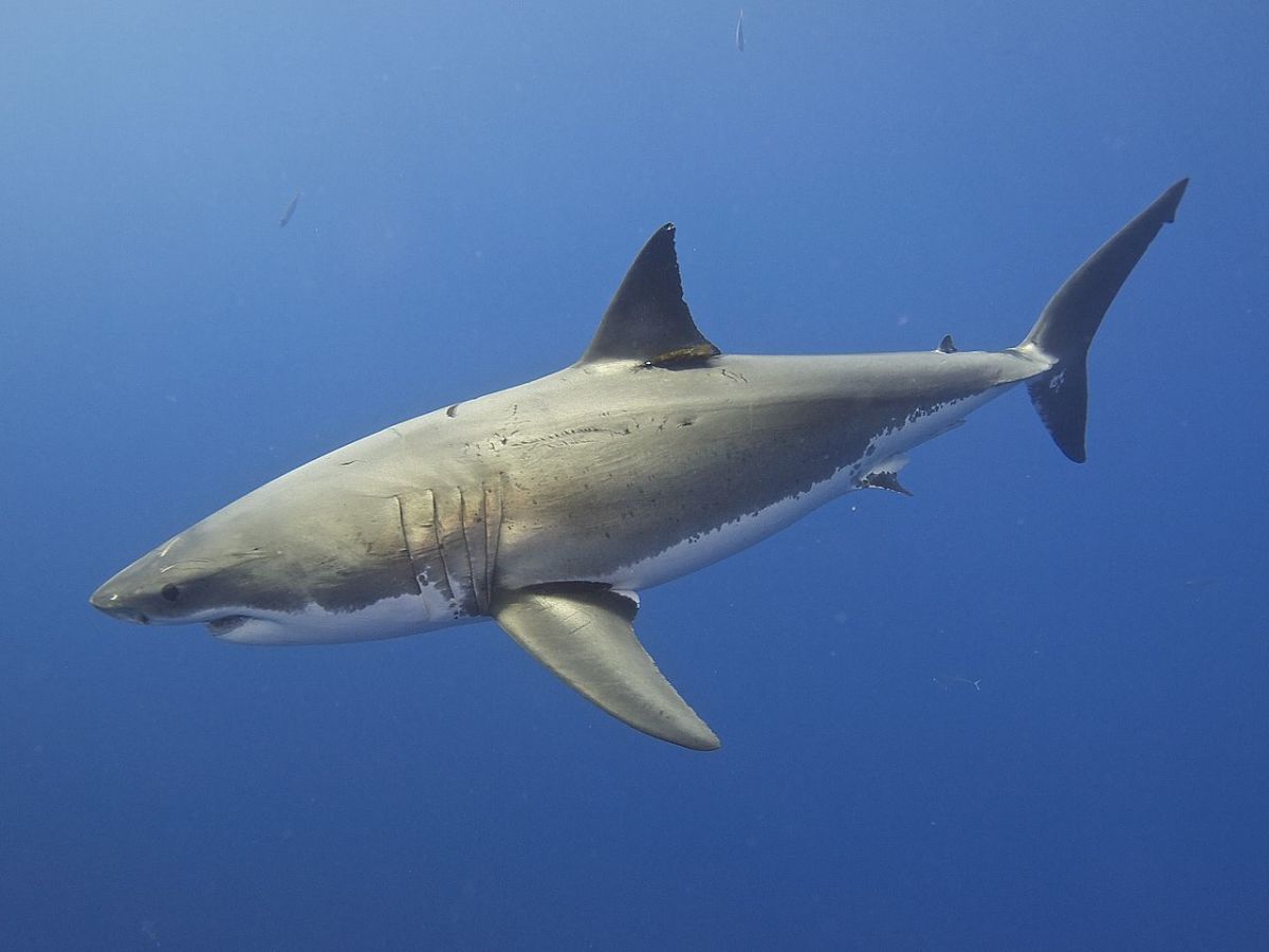 Global shark bite deaths doubled in 2023 with 40% occurring in Australia, Sharks
