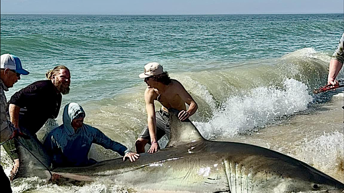 Fishermen Hook 13-Foot Great White in ...