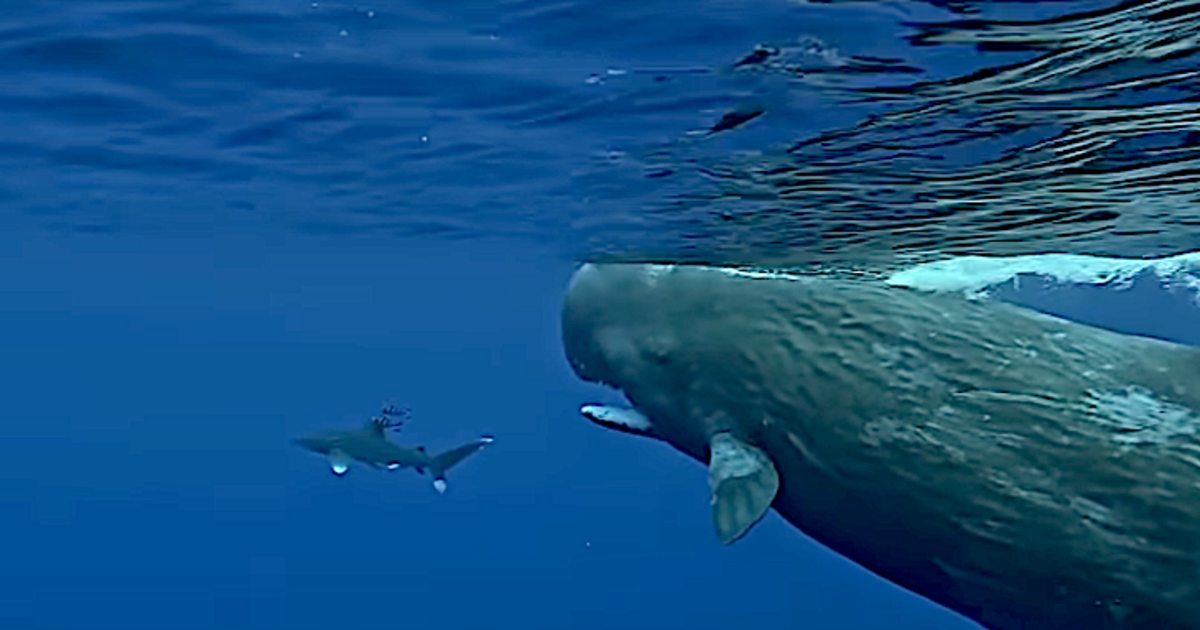 screenshot-2025-03-19-at-7-51-