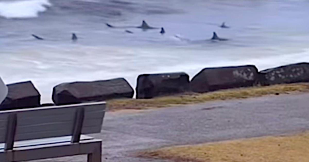 Shark Feeding Frenzy Shocks at Snapper Rocks Surf Spot (Video) - Surfer