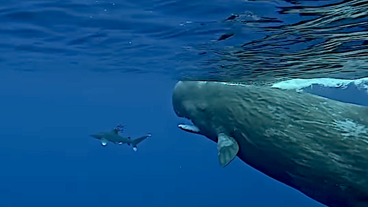 screenshot-2025-03-19-at-7-51-