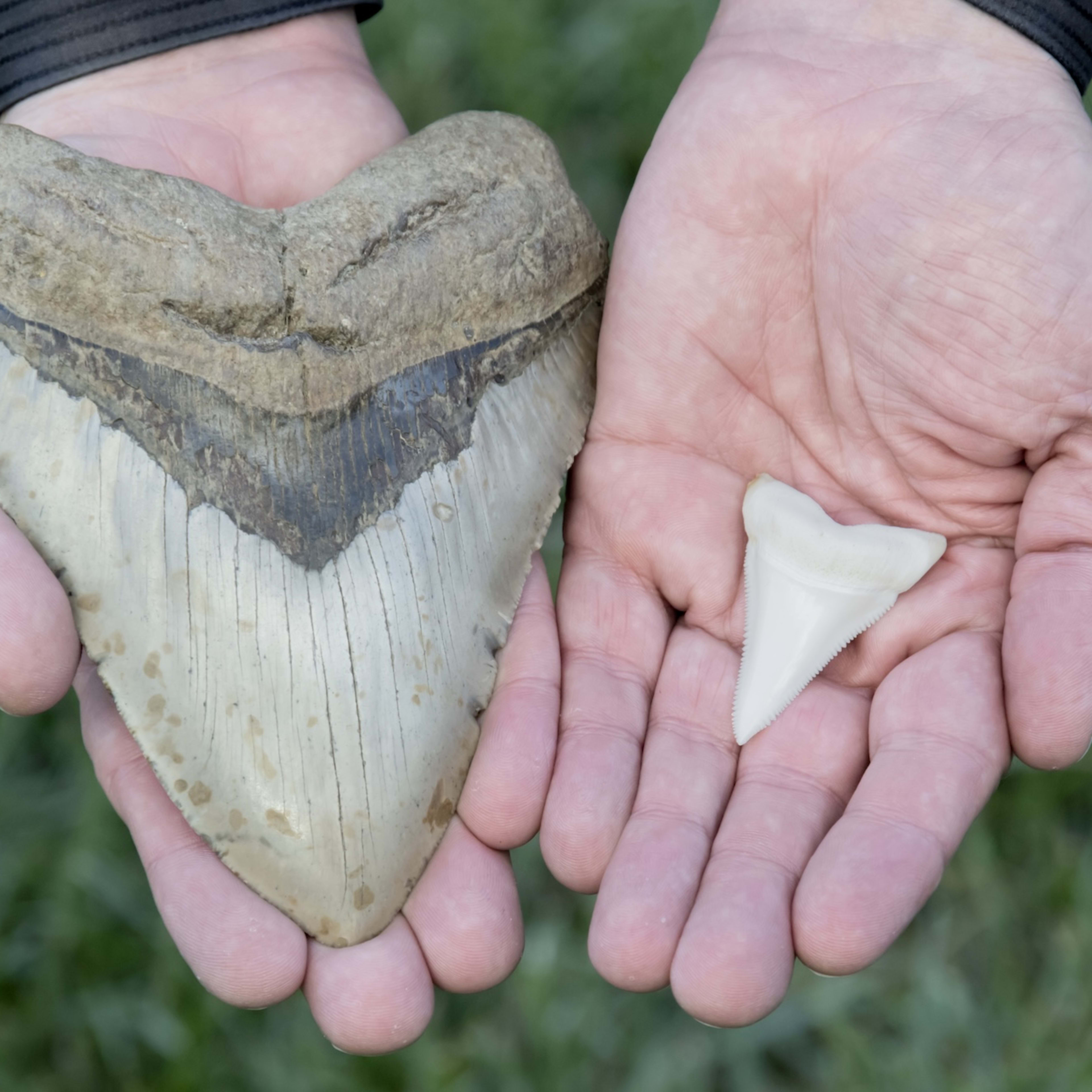 Megalodon Tooth Millions of Years Old Found in Florida (Video)