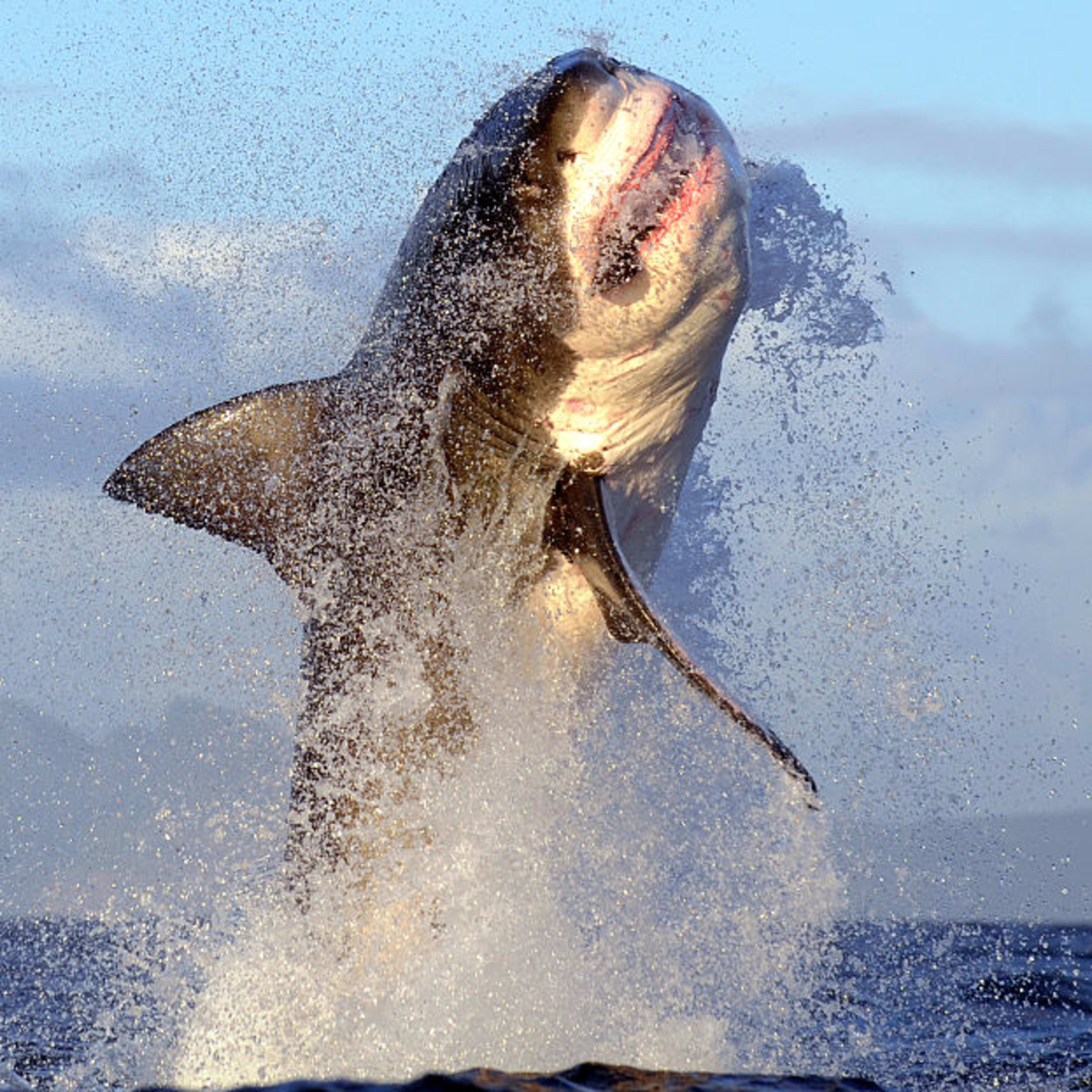 Dead Great White Sharks Are Washing Up In The U.S. and Canada - Surfer, image size:3840x3840