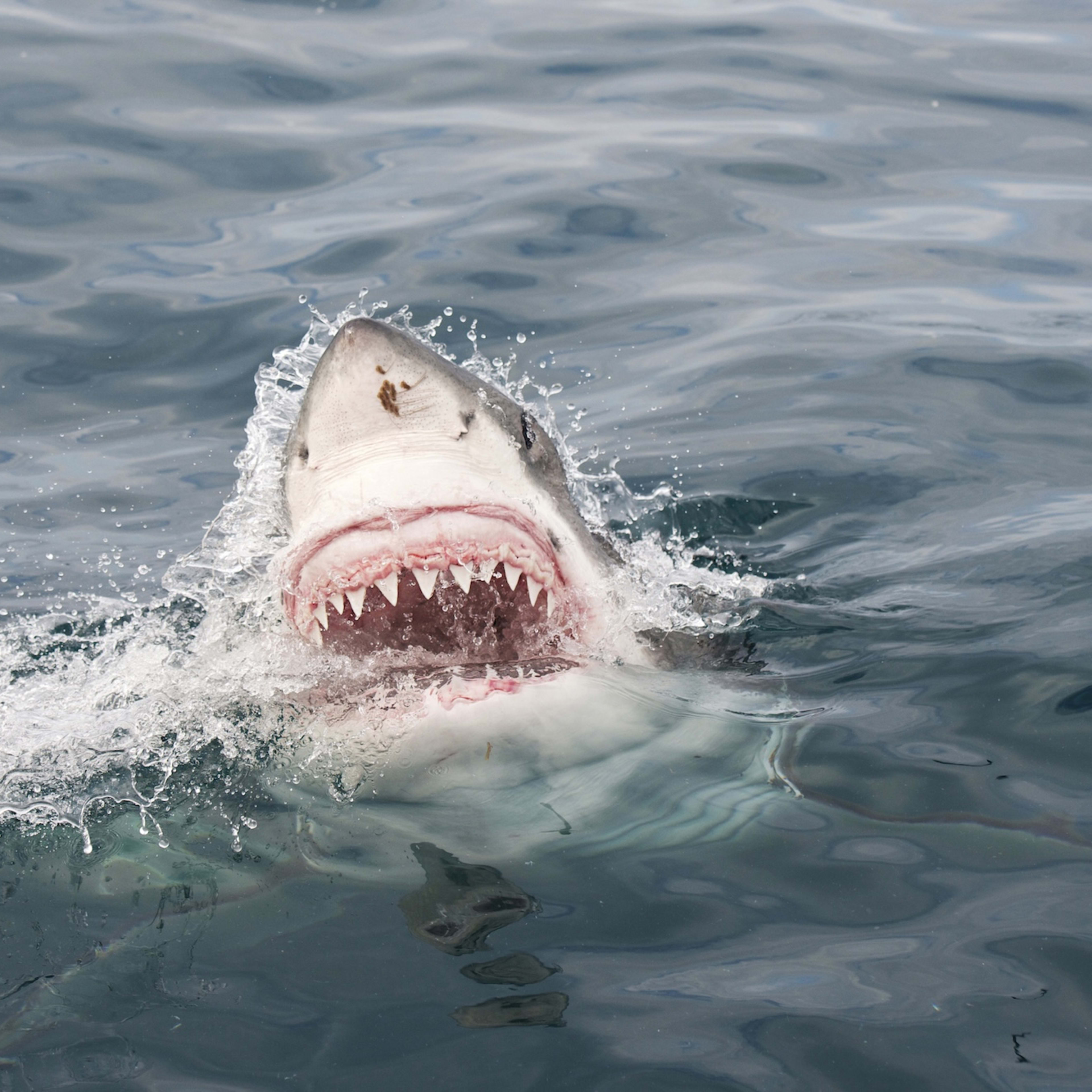 Surfer Chomped by Shark in…Shark Bite Capital of the World