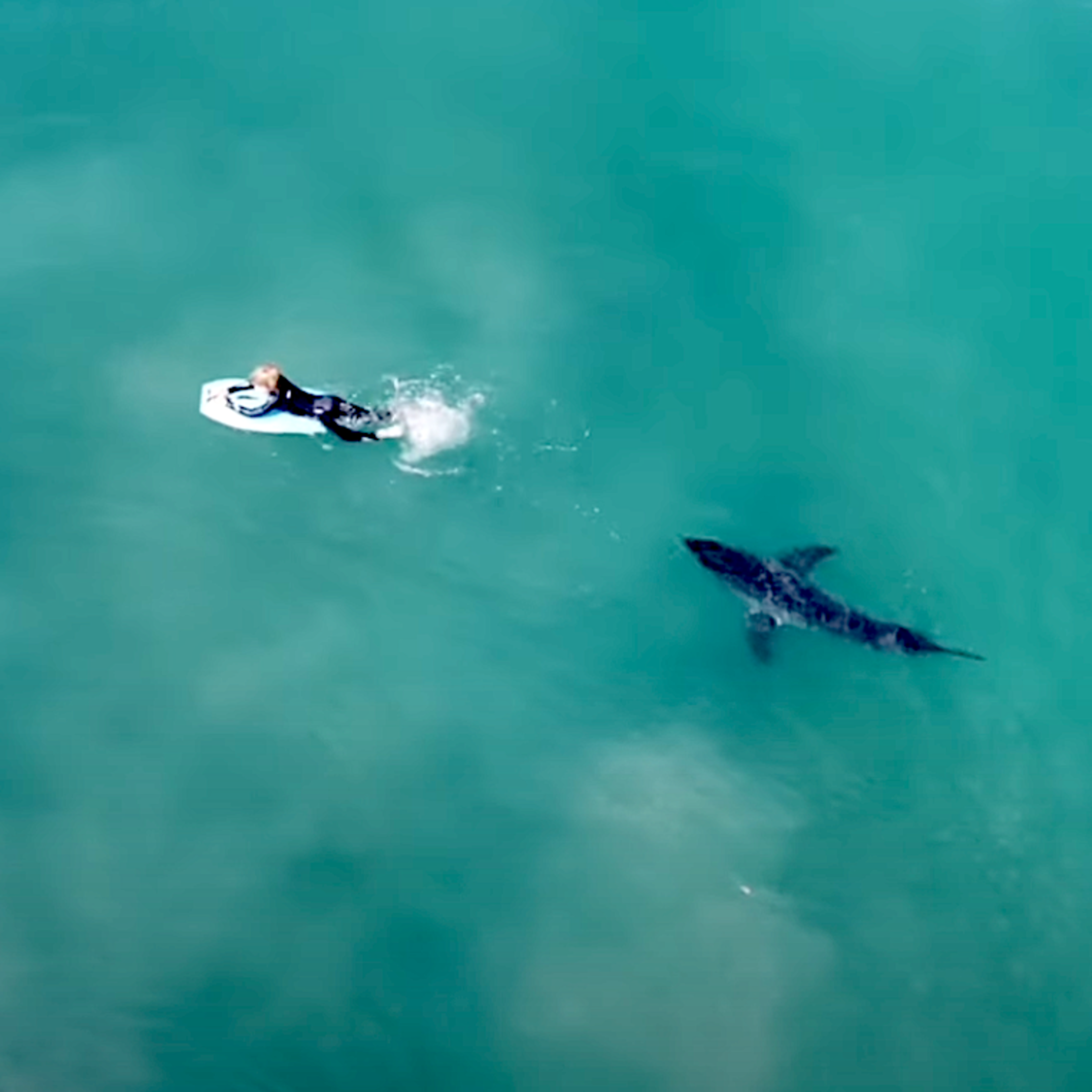 Surfer Catapulted by Great White Shark, Board 'Exploded' (Video) - Surfer, image size:3840x3840