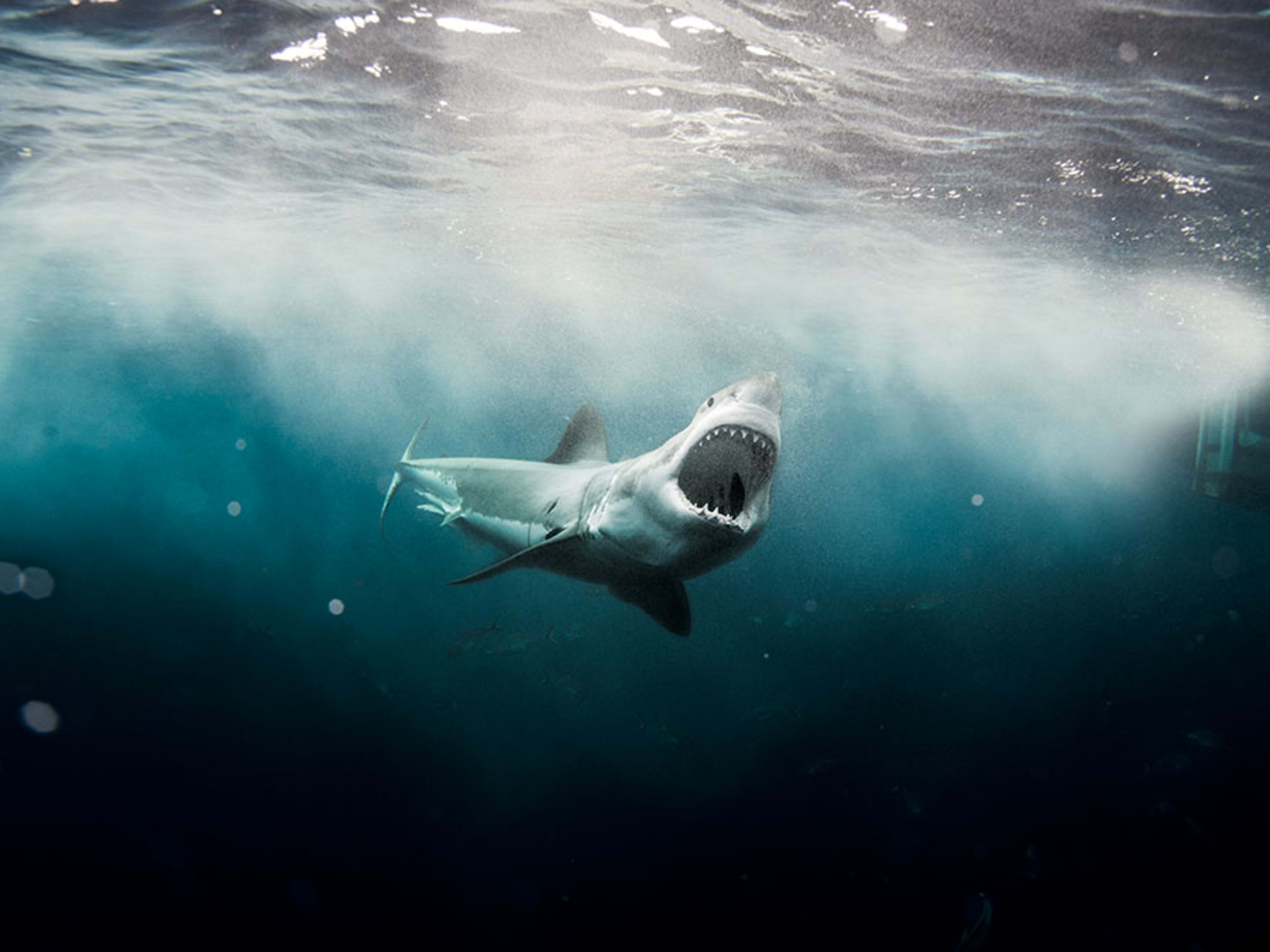 Shark Awareness Day! Why It’s So Important To Protect Our Oceans’ Apex Predators Before It’s Too Late – World Animal News