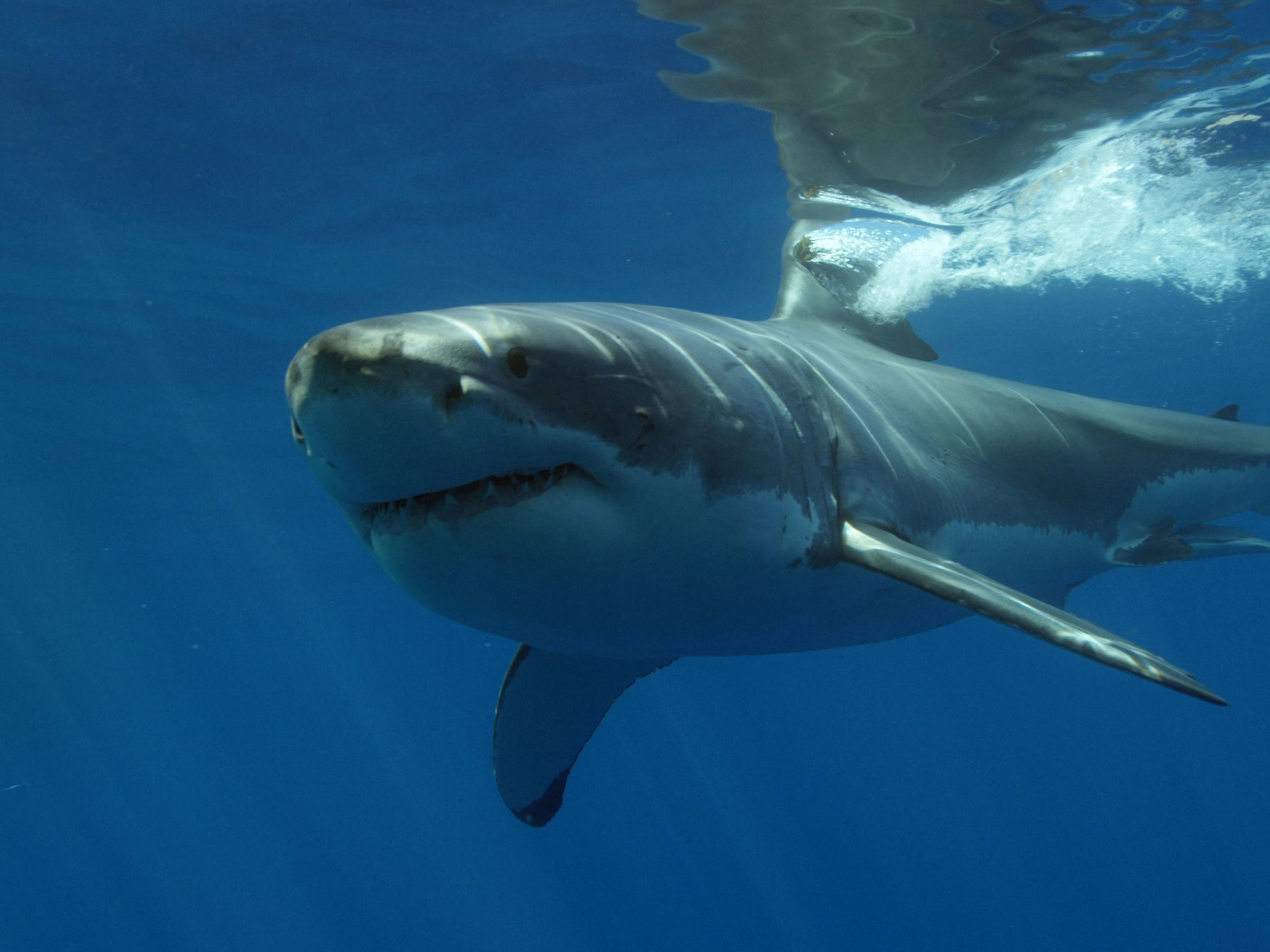 Largest Great White Shark In Atlantic History Spotted Off [Beach Town Name]!! - z3fucsl