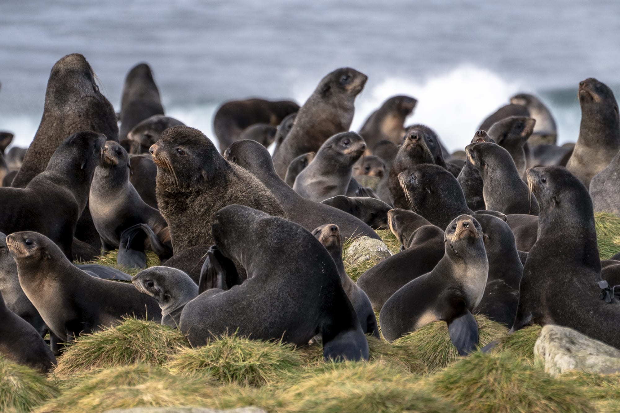 A group of seals on a remote island in Alaska.