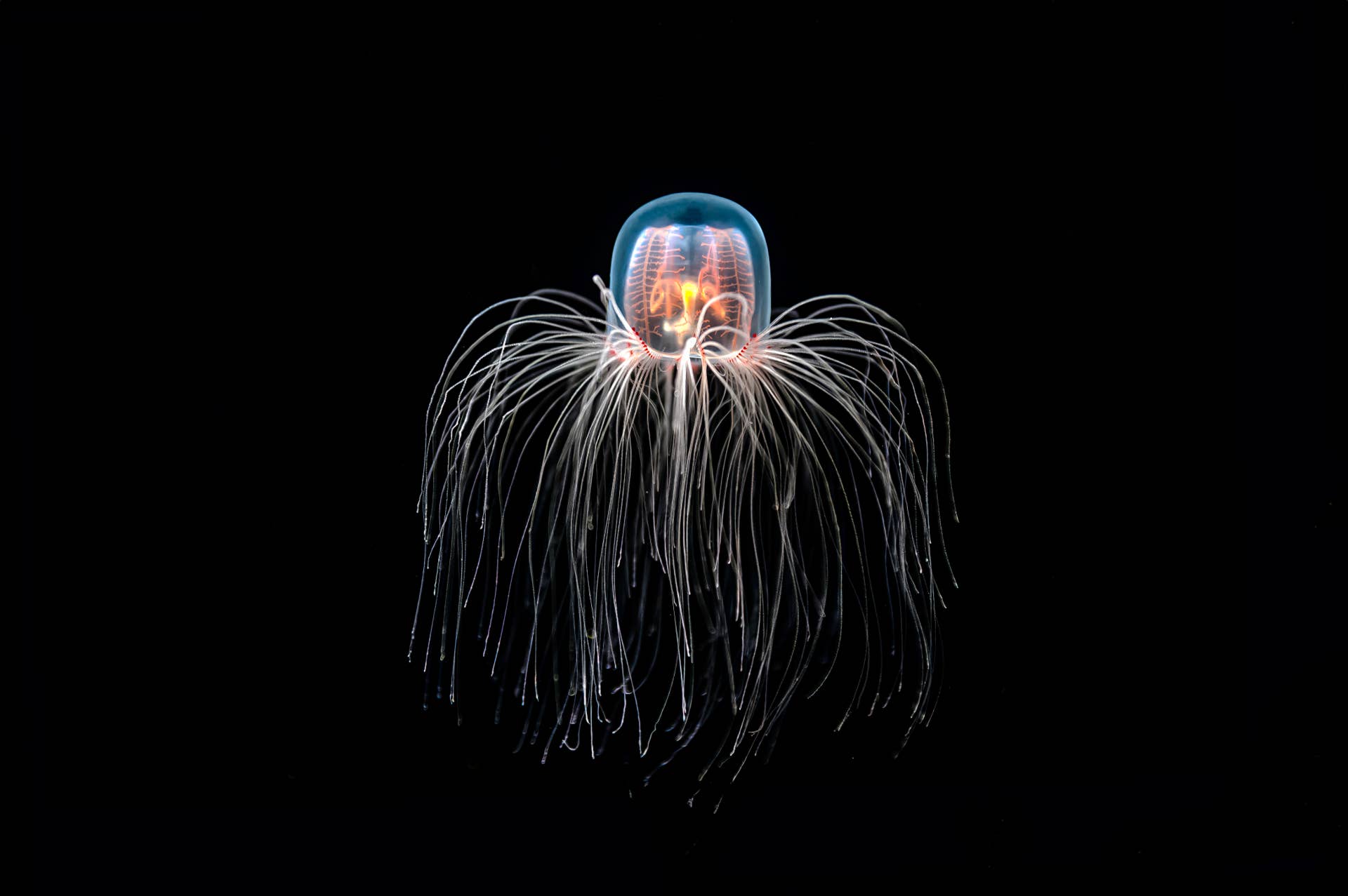 6-weird-ocean-animals-you-won-t-believe-are-real-surfer